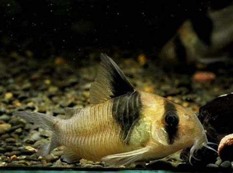 鼠魚入門|鼠魚=基本資料、品種、飼養、繁殖、疾病、常見問題－草中蝦影…